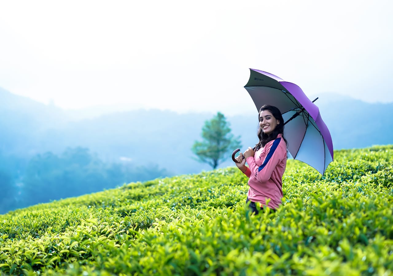 tea plantation in munnar