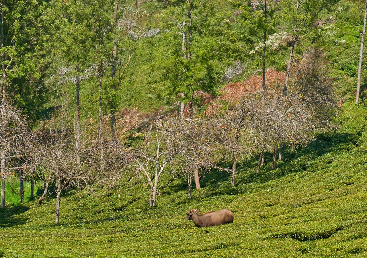 ooty tea estate stay