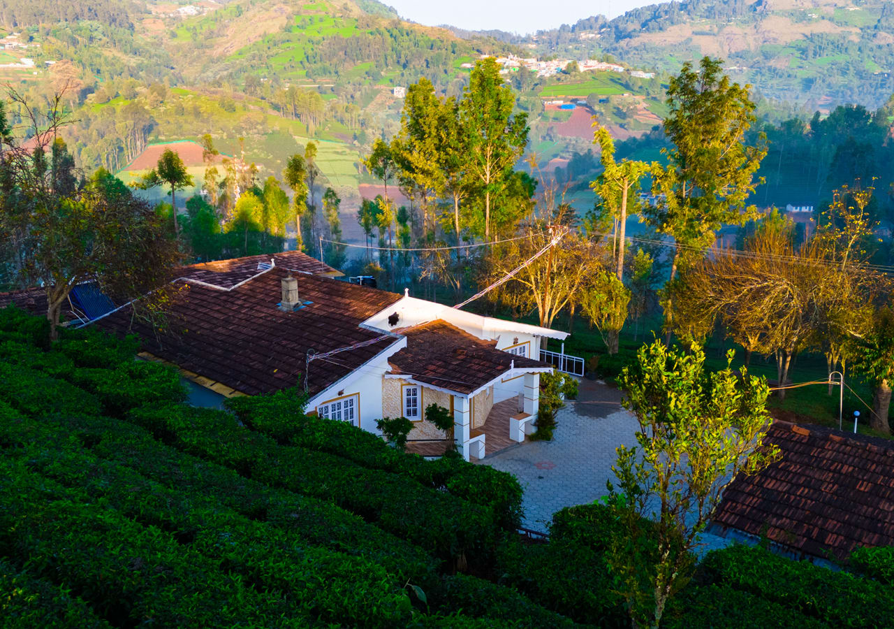 ooty tea estate