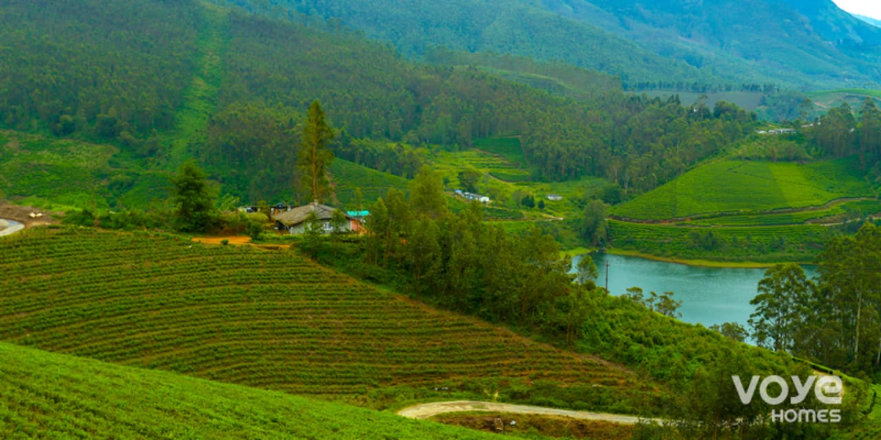 Plantation in Munnar