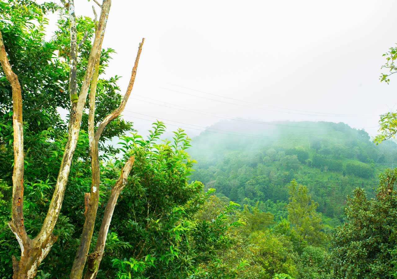 vythiri resort