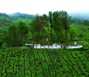 CKD Luxury Tea Bungalow 