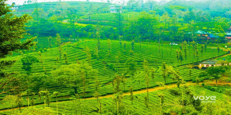 Tea Plantations in Vagamon