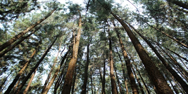 Vagamon Pine Forest