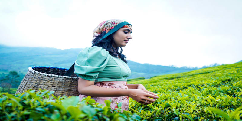 Munnar Tea Plantation