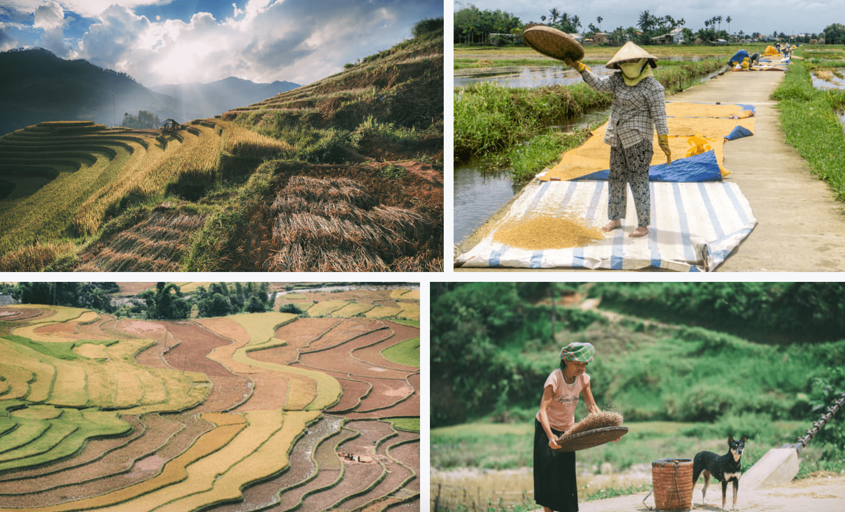 May and October are the best times for the harvest season. February and August to see lush green rice fields.