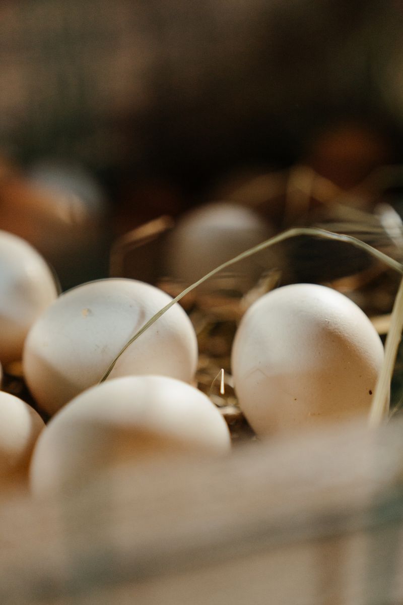 Fresh Farm Eggs (Crate – 360 pcs)