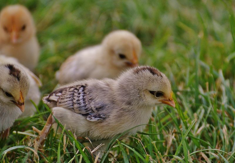 Point-of-Lay Chickens (Live)