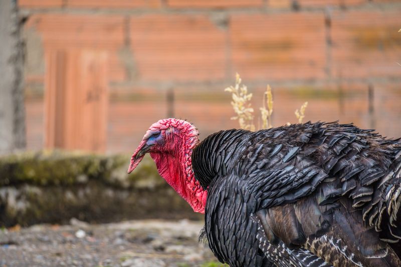 Live Turkeys (Mature)