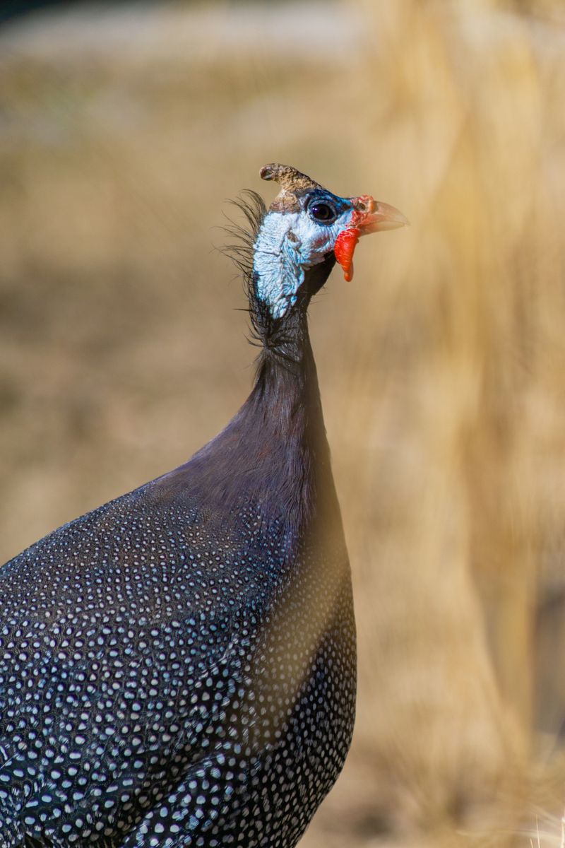 Guinea Fowl Keets (Day-old)