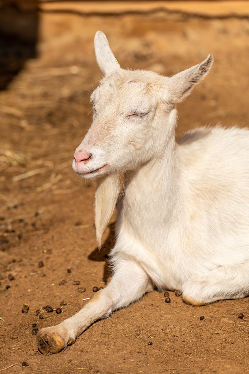 Live Goats (Red Sokoto / West African Dwarf)