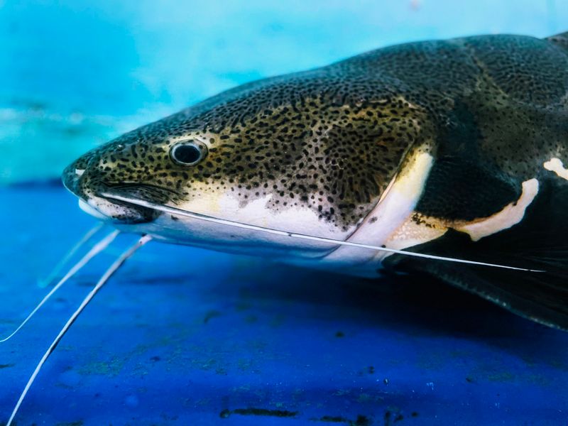 Live Catfish (Table-size)