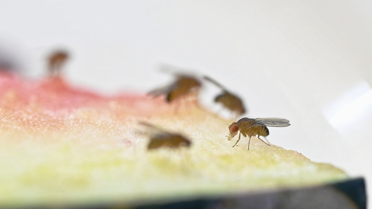 Simple trick traps gnats with pickle jars Simple trick traps gnats with pickle jars - gnat trap