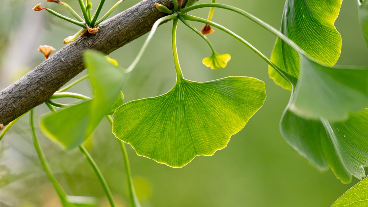 Ginkgo biloba fails to prevent dementia, study finds Ginkgo biloba fails to prevent dementia, study finds - ginkgo biloba