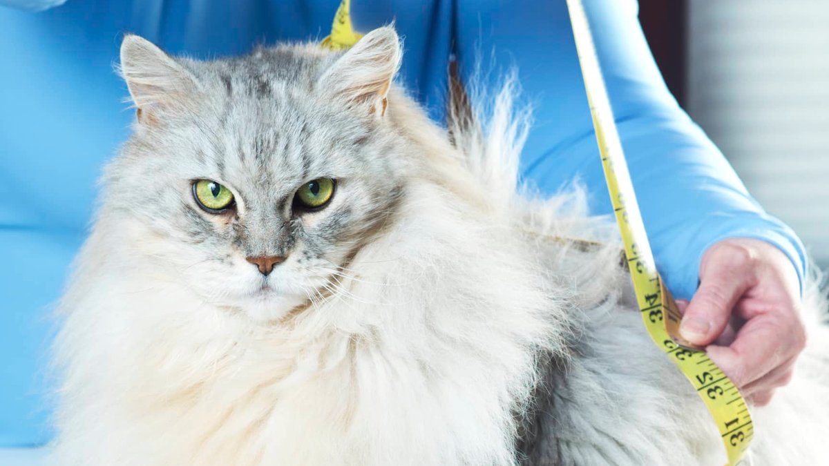 Weight loss drugs for overweight pets