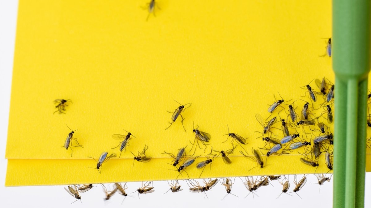Four Quick Remedies to Eliminate Fungus Gnats Four Quick Remedies to Eliminate Fungus Gnats - fungus gnats