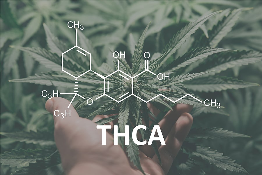Is Organic THC-A Flower Better? Benefits of Choosing Chemical-Free Cannabis
