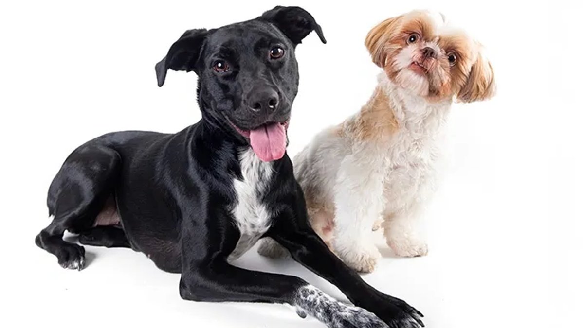 Which Dog Breeds Are Most Predisposed To Genetic Diseases Which Dog Breeds Are Most Predisposed To Genetic Diseases - dog breeds genetic diseases