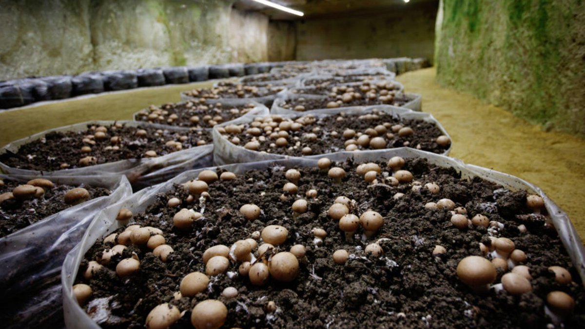 Underground Farming Expands in Cities - underground farming