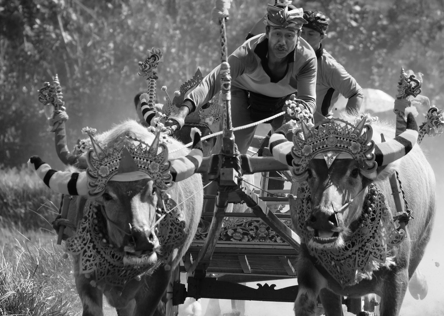 Pemimpin di Balik Jagal Sapi Prabowo-Gibran