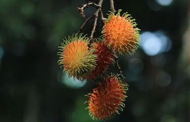 Tragis Karena Rambutan! Bocah 5 Tahun Meninggal karena Makan Buah Rambutan 1 Tragis Karena Rambutan! Bocah 5 Tahun Meninggal karena Makan Buah Rambutan
