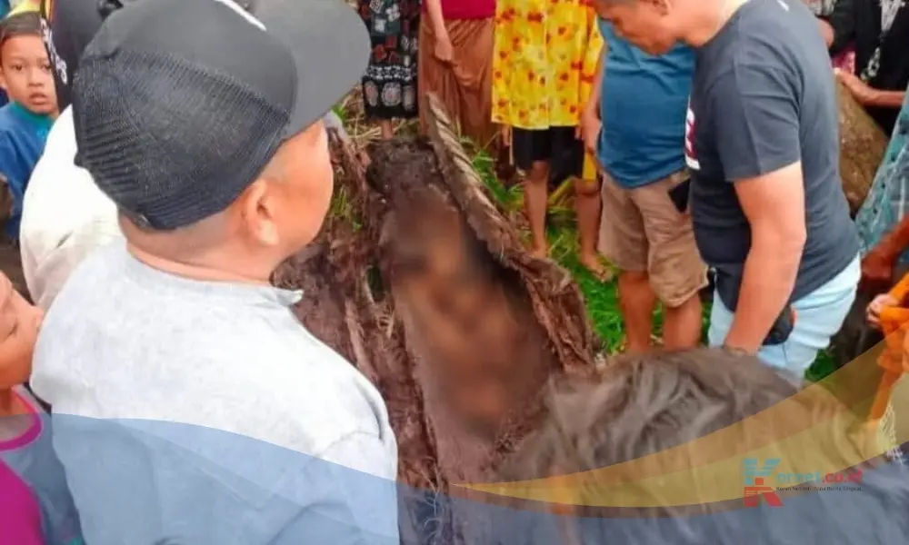 Warga Temukan Kerangka Manusia dalam Pohon Aren Tumbang di Sergai 1 Warga Temukan Kerangka Manusia dalam Pohon Aren Tumbang di Sergai