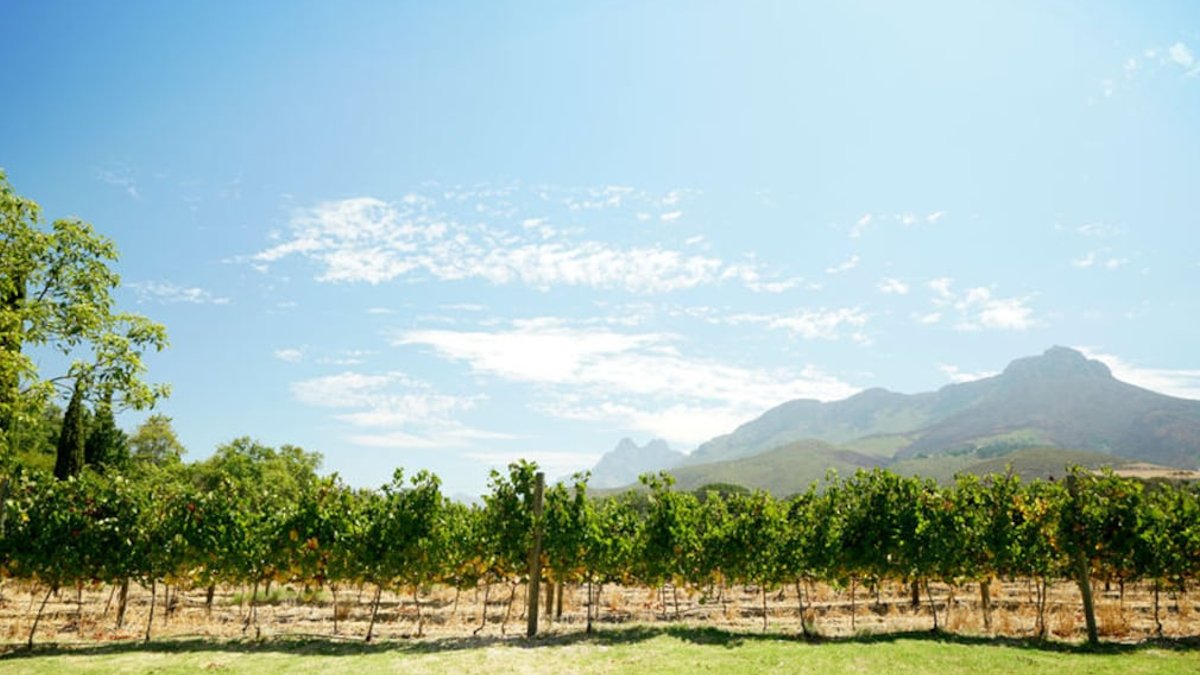 Paarl needs reinvention to regain former glory - cape winelands