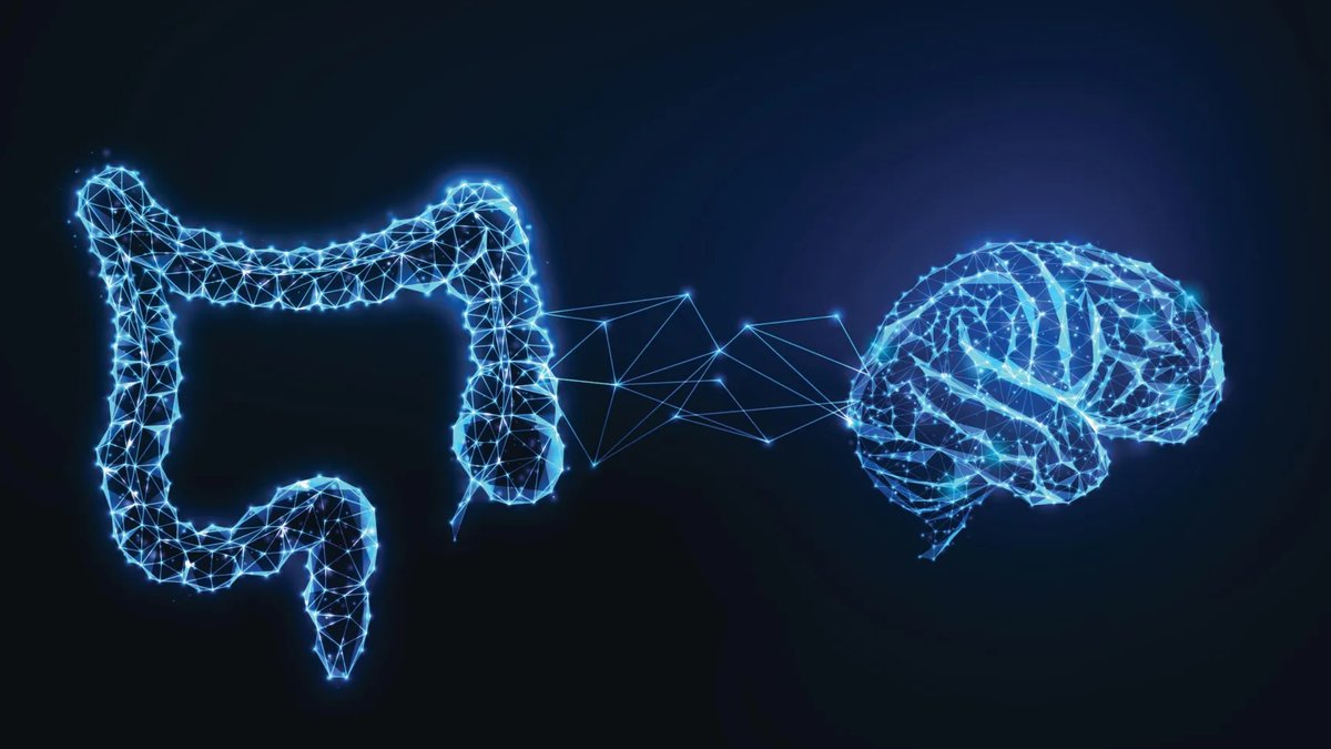 Gut Signals Influence Brain's Memory Selection - gut memory