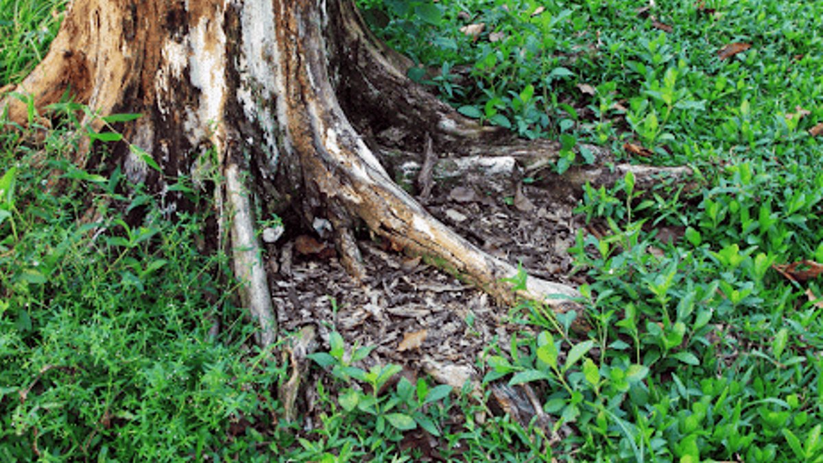 Removing a tree stump step by step Removing a tree stump step by step - remove tree stump