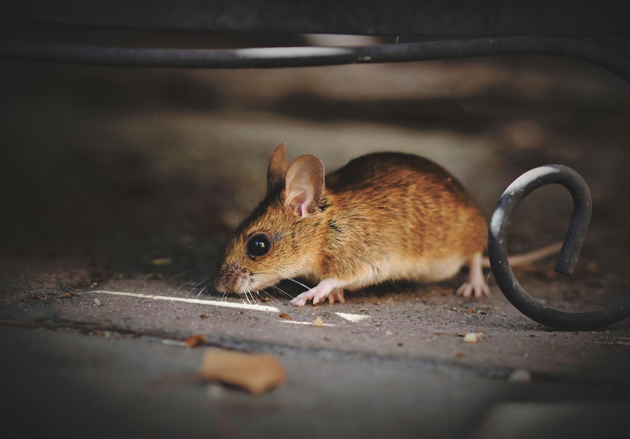 Danger in Cleaning Up Mouse Droppings