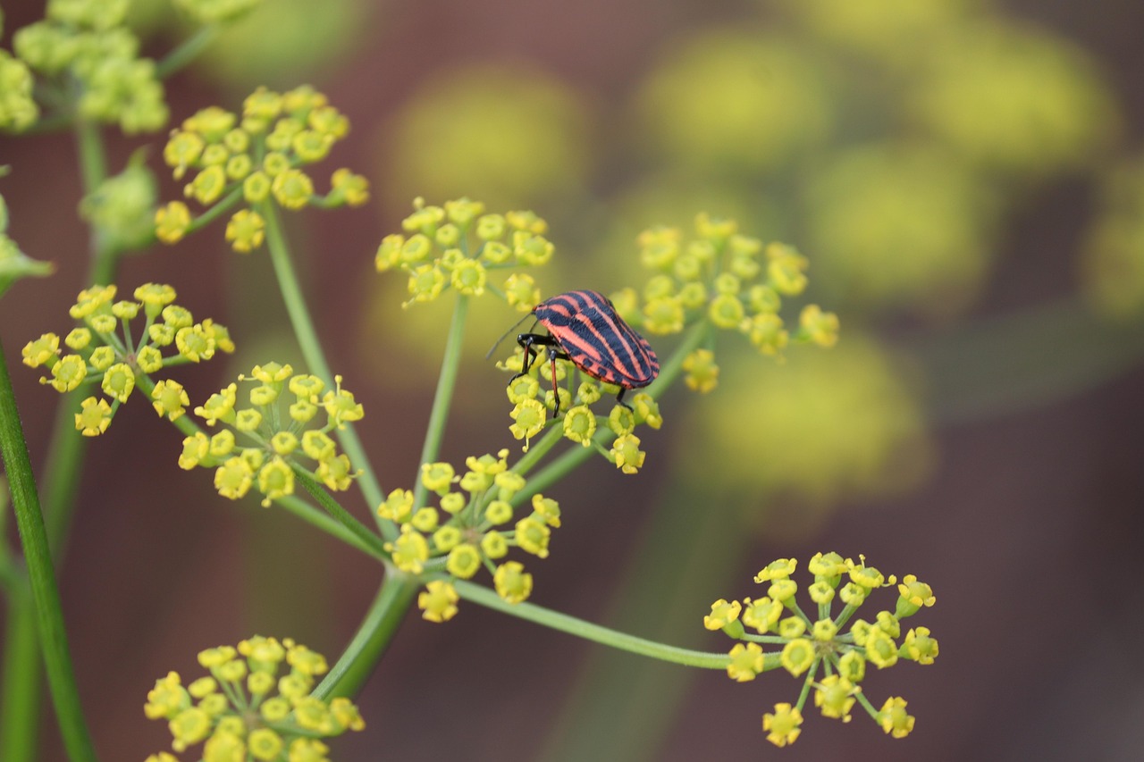 How to prevent your Outdoor Mattresses from Bugs Infestation and Moisture