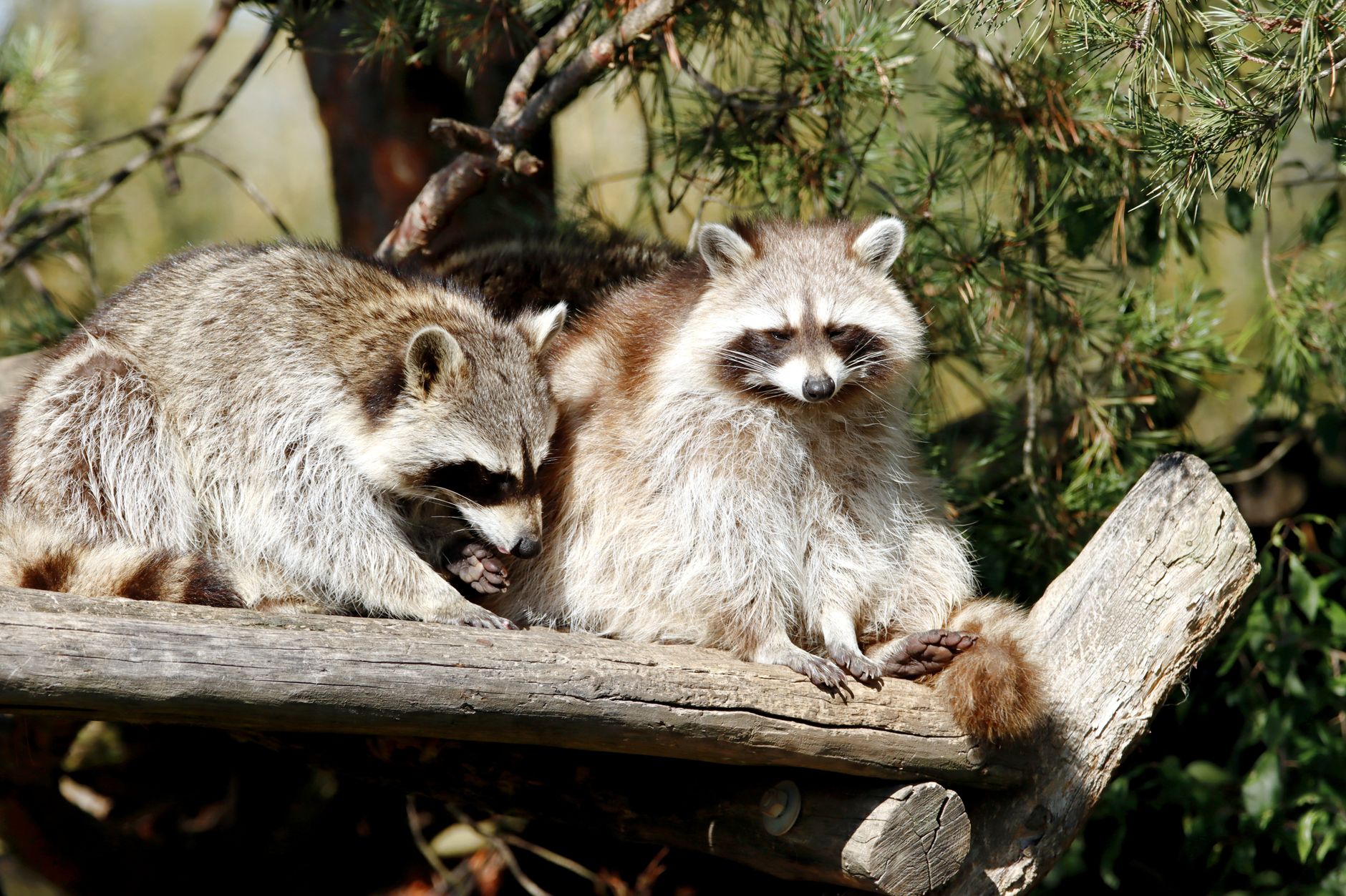How to Keep Raccoons Away from the yard?