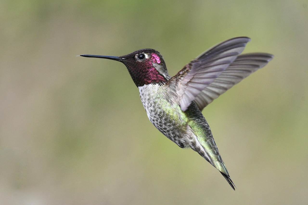 Unexpected reasons may explain hummingbird absence