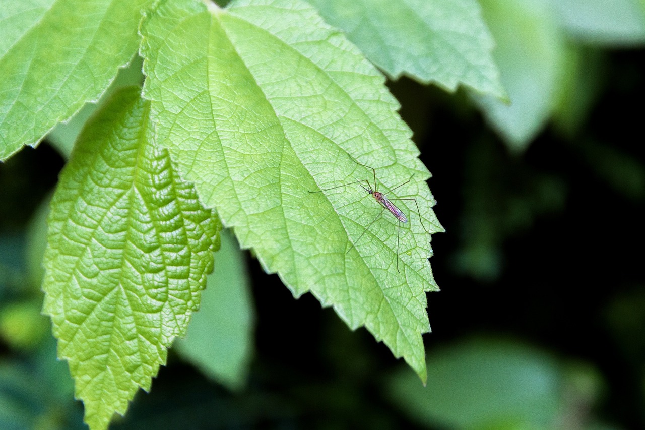 4 Recommended Best Cheap Mosquito-Killing Tools