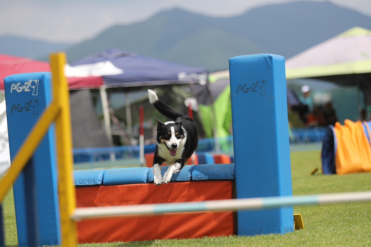 Understanding Canine Sports: Agility and More