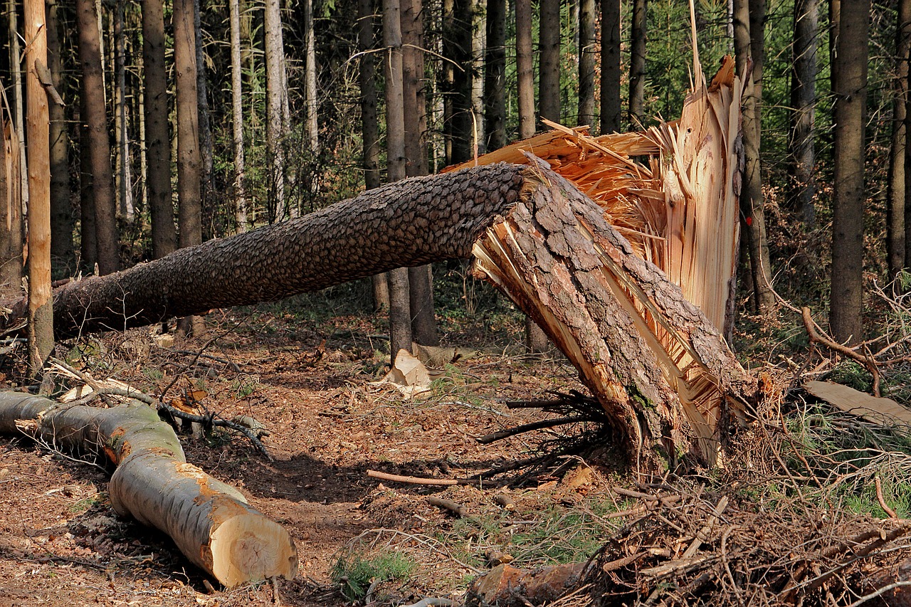 Benefits of hiring a Storm Damage Specialist