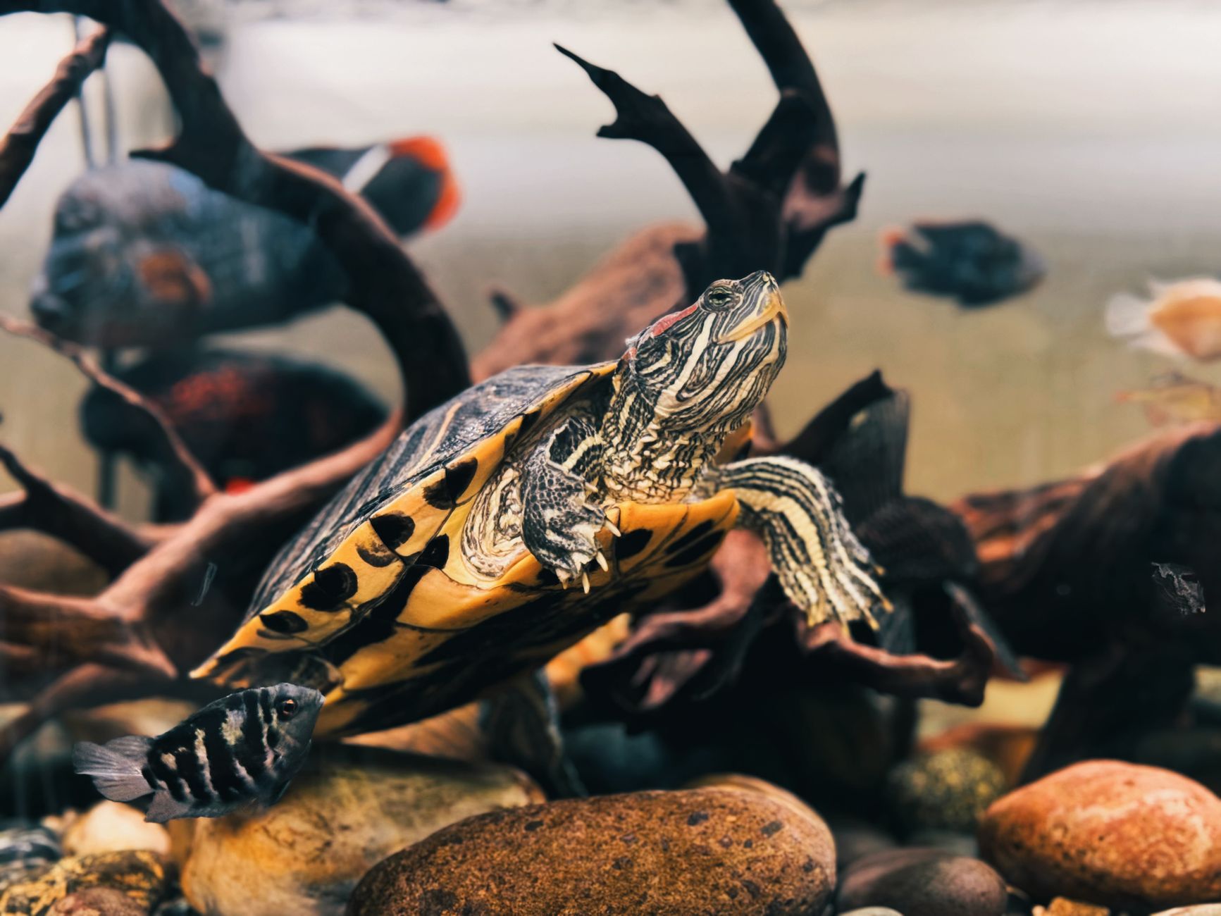 Setting Up a Home Aquarium: Tips and Tricks