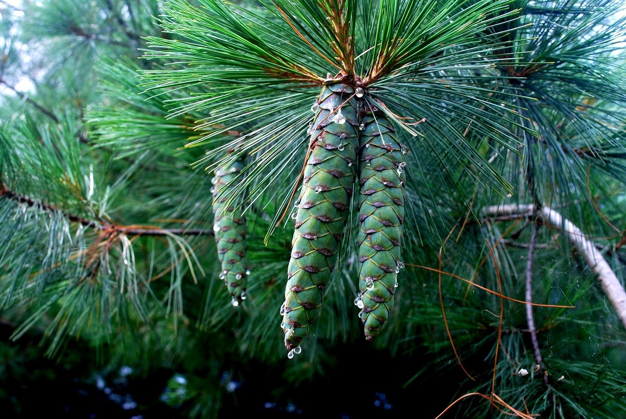 What is Tree Sap and How Can It Affect Your Windows