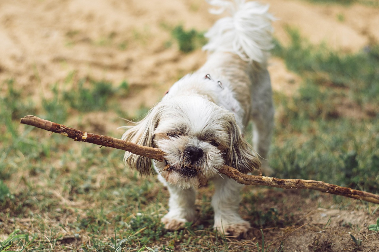 Essential Tips for Raising a Happy Puppy