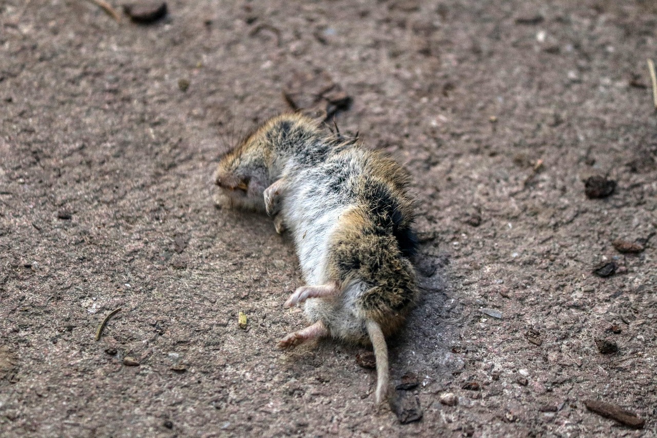 The Most Affordable Pest Control Options for Homeowners in 2025