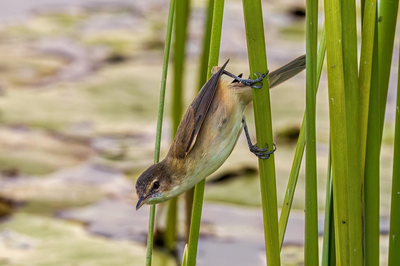 Tips To Help Keep The Pond Water Clean