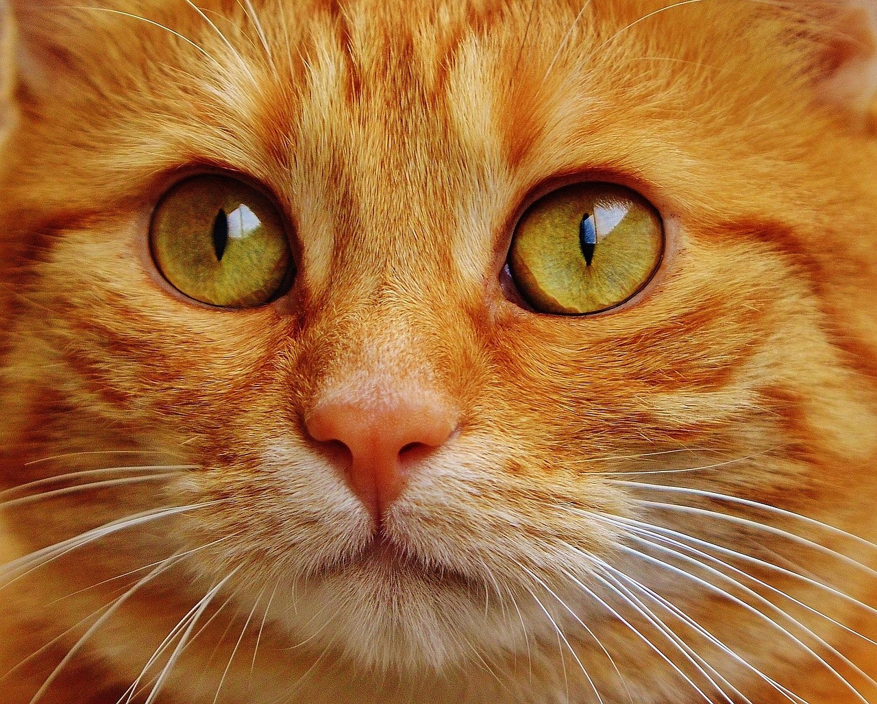 Understanding Cats: Common Myths Debunked