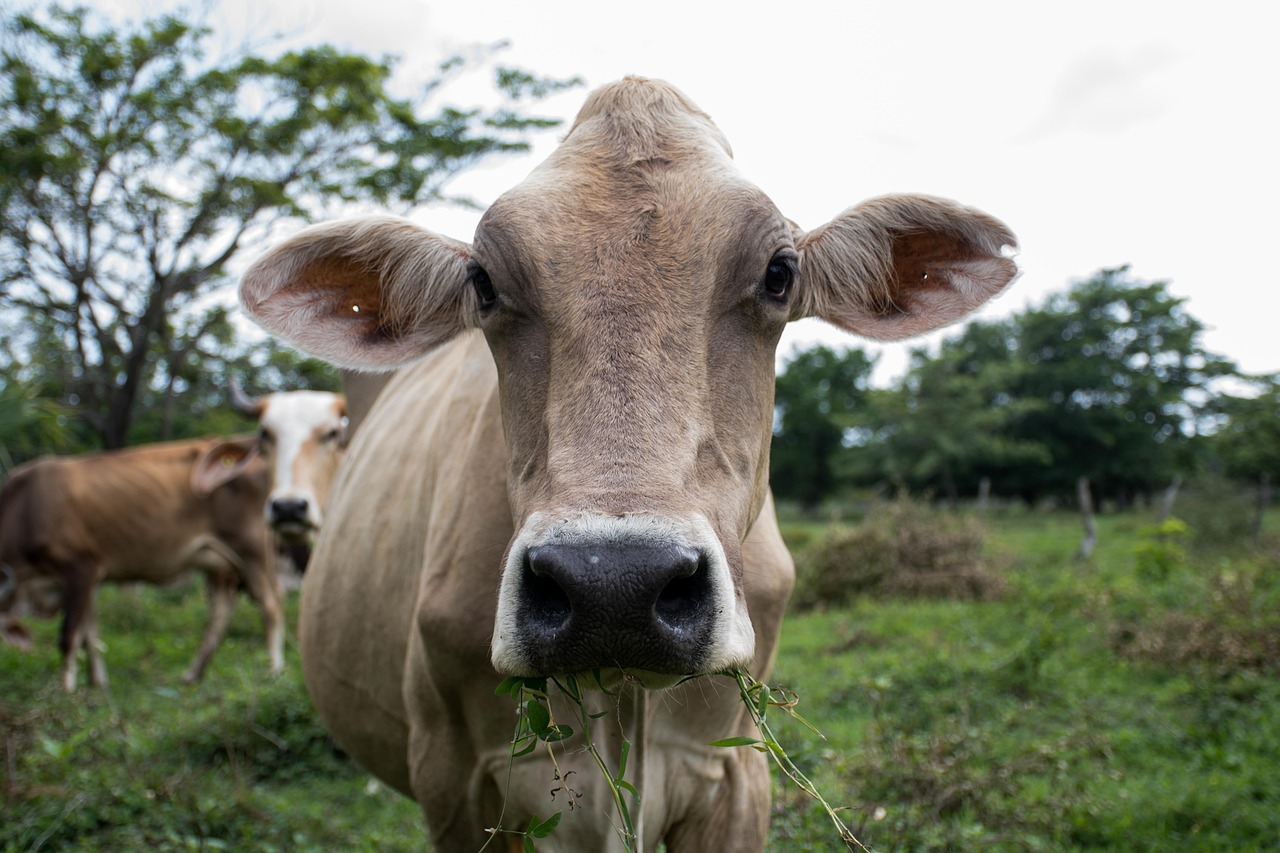 Things You Need To Know About Raising Cows