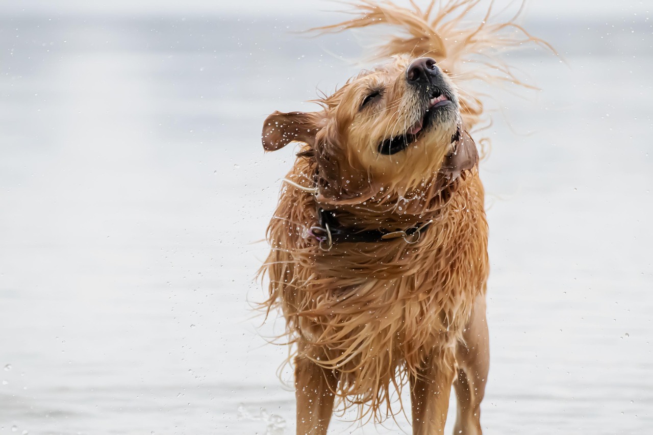 Tips for Bathtime: How to Bathe Your Pet