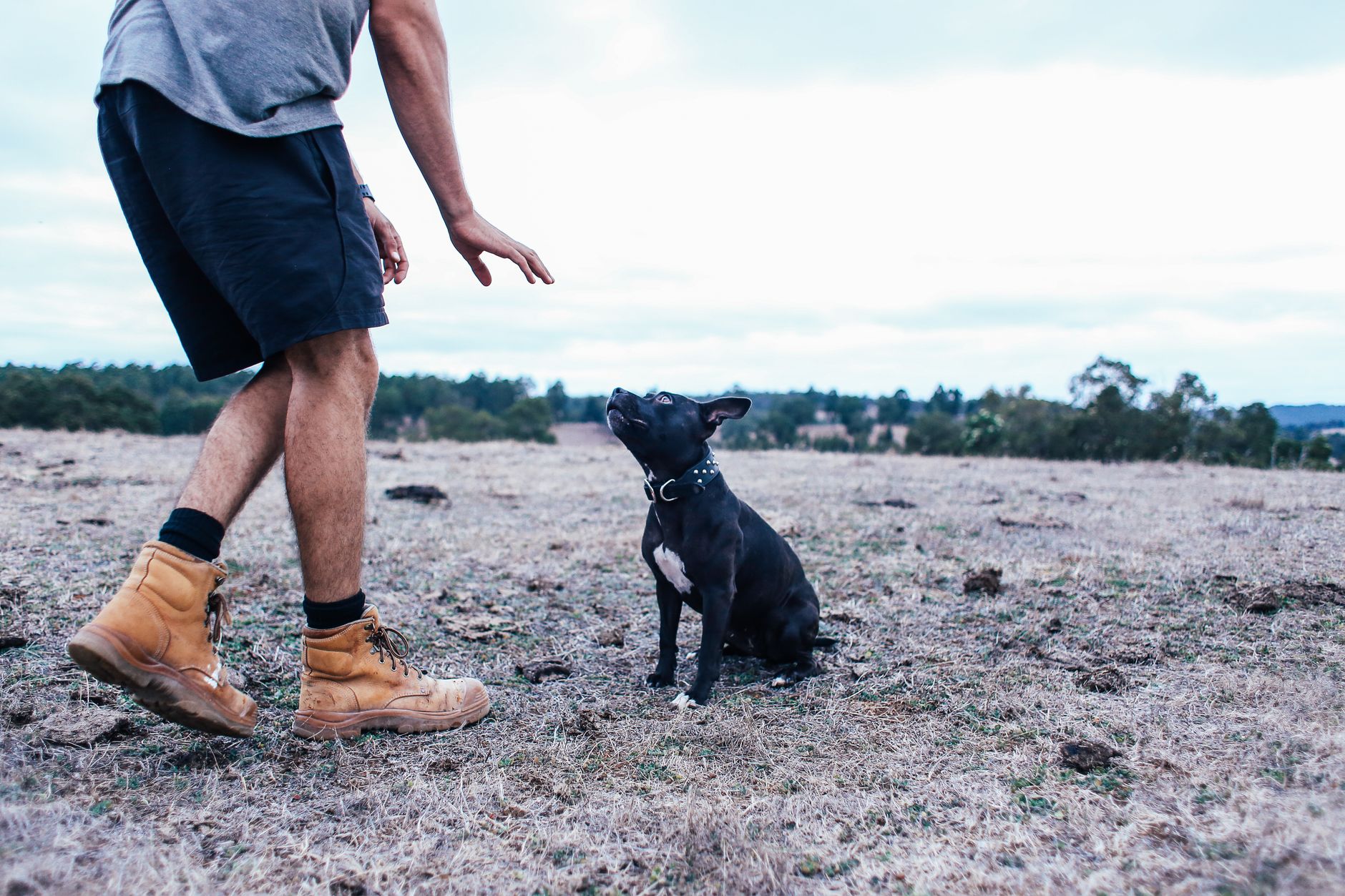 The Benefits of Pet Training for a Well-Behaved Companion
