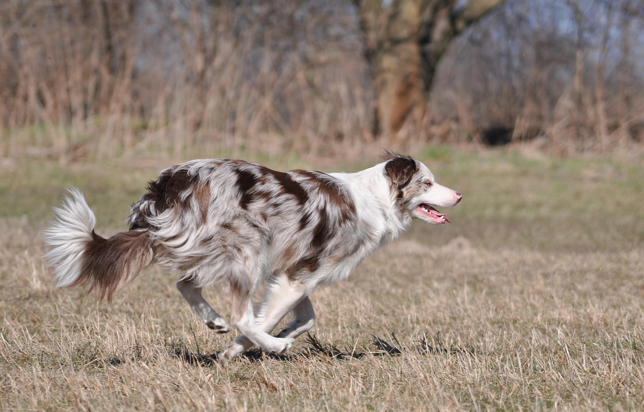 Nettoyer l’intérieur d’une voiture quand on a un chien : conseils pratiques et detailing efficace