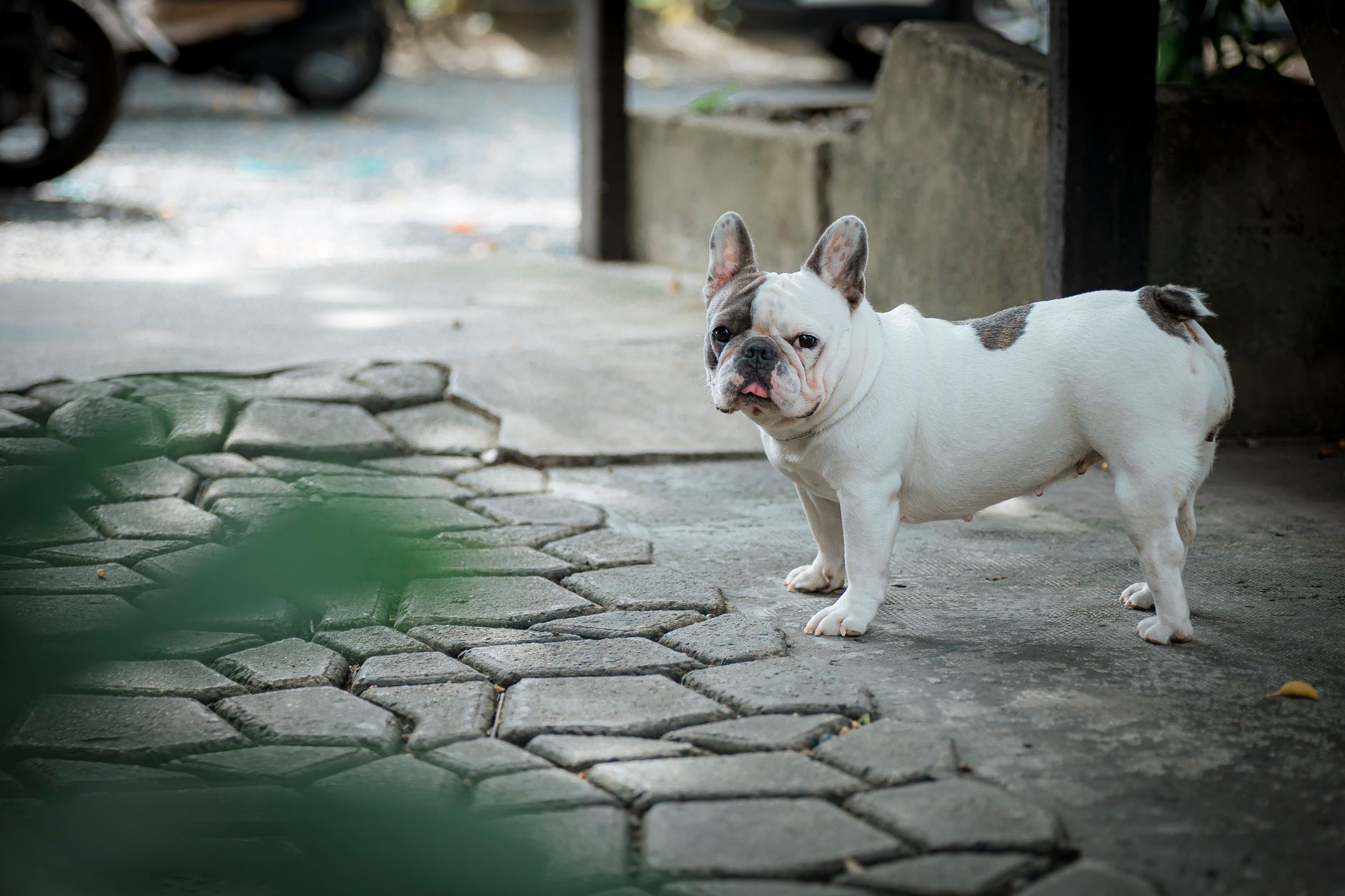 Finding the Right Breed for Your Home Size