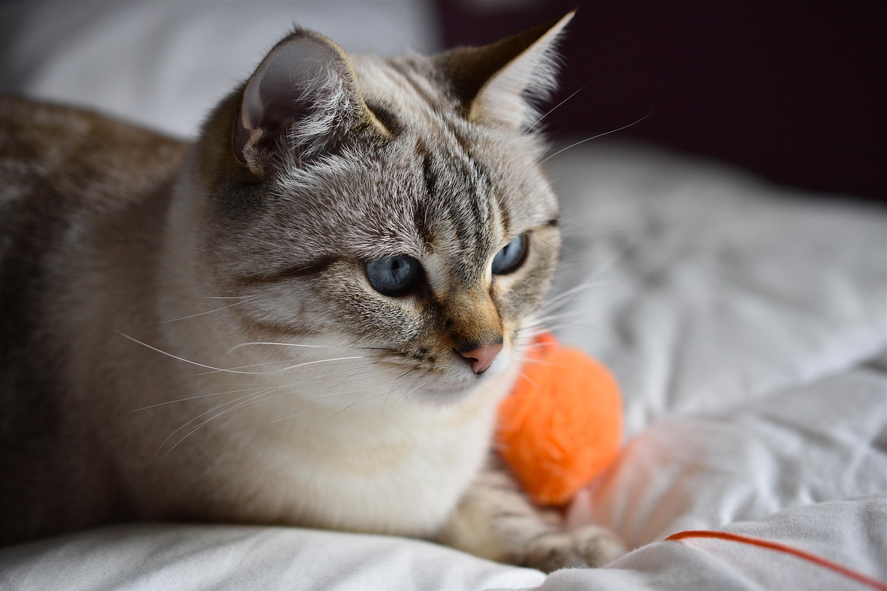 The Benefits of Interactive Pet Toys