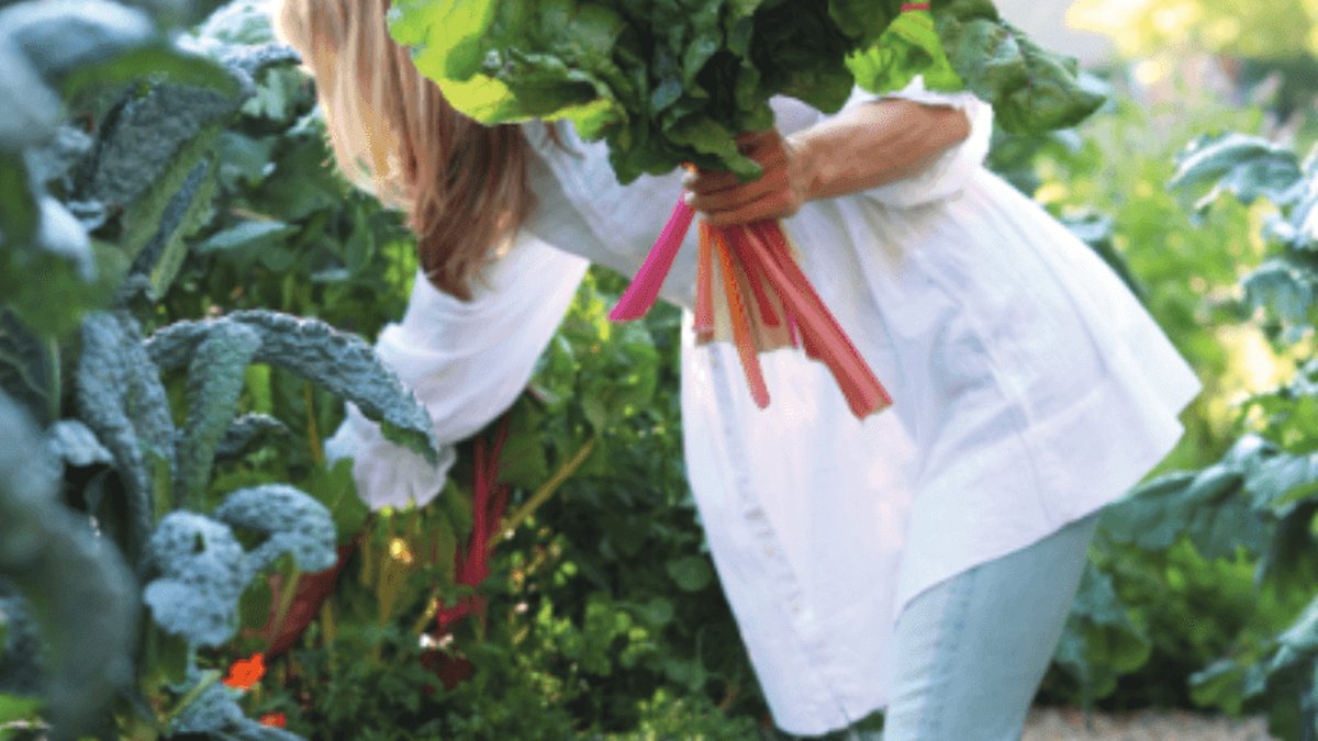 Garden Fresh Starting Salad from Seed to Bowl Garden Fresh Starting Salad from Seed to Bowl - home garden salad
