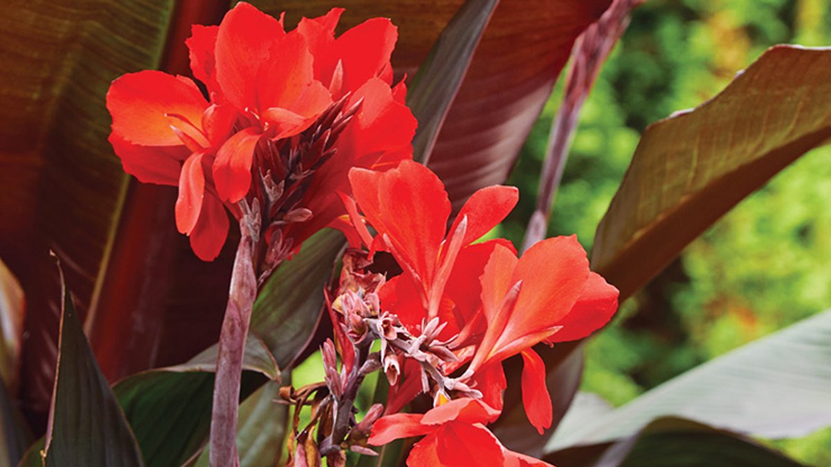 Tropical Plants Add Summer Flair to Gardens Tropical Plants Add Summer Flair to Gardens - tropical plants